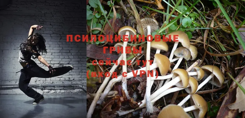 hydra как зайти  Пыть-Ях  Псилоцибиновые грибы Psilocybe 